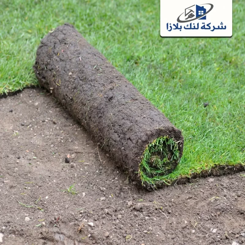 Supply and installation of natural grass in Al Ain