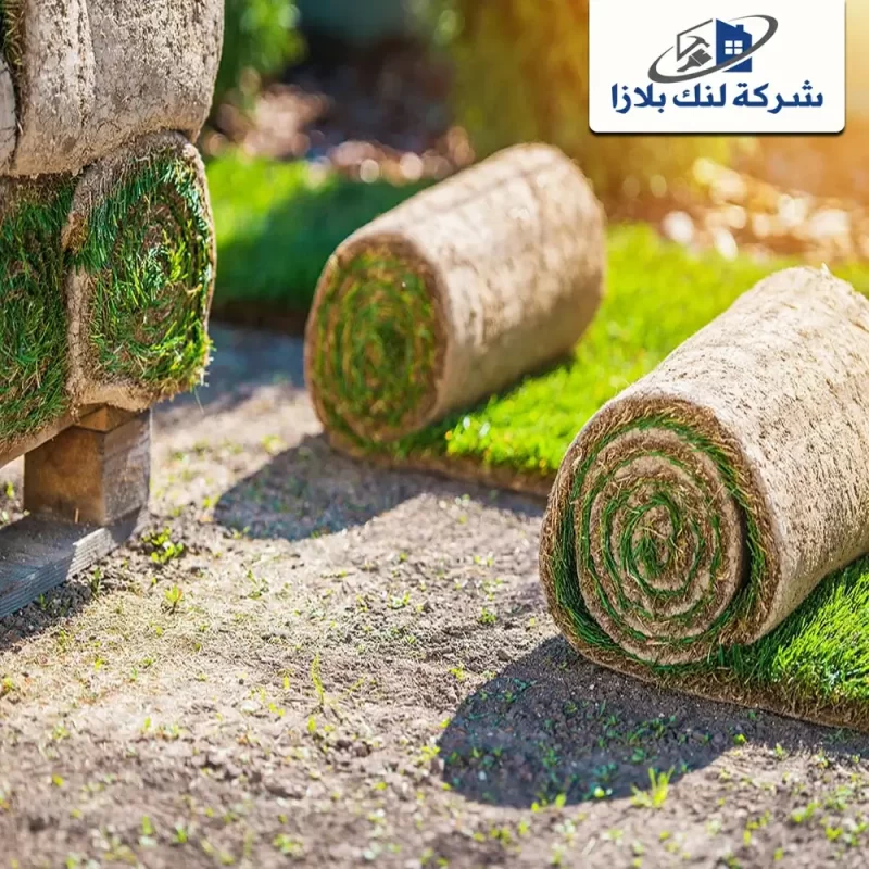 Supply and installation of natural grass Sharjah