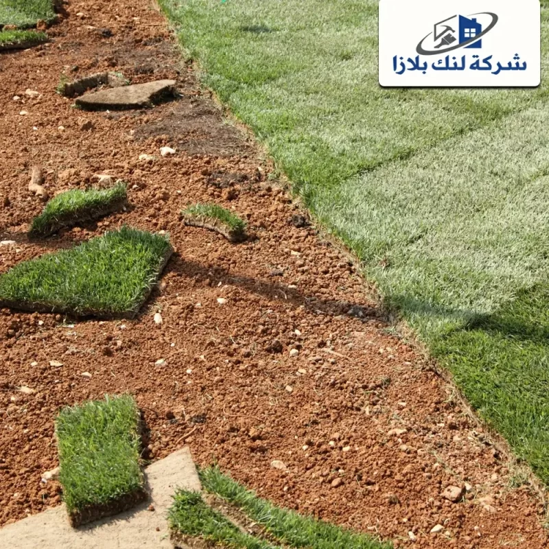 Supply and installation of natural grass Dubai